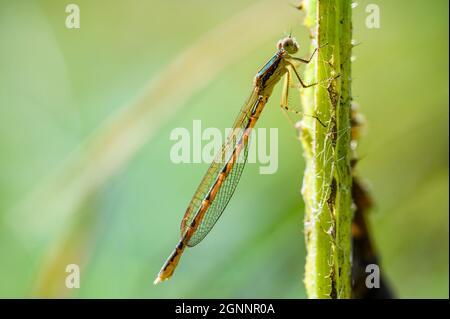 Macro colpo di sympecma fusca, la damselfly inverno comune che si posano su una paglia e riposano. Profondità di campo poco profonda, sfondo verde. Foto Stock