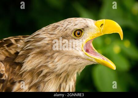 Haliaeetus albicilla aquila marina chiamata aquila dalla coda bianca Foto Stock