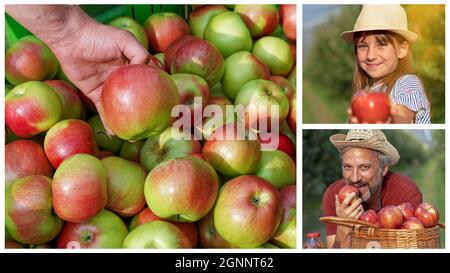 Bambina e suo padre che mangiano mele in un frutteto. Agricoltura biologica e produzione alimentare sana. Carismatico coltivatore maturo guardando la macchina fotografica. Foto Stock