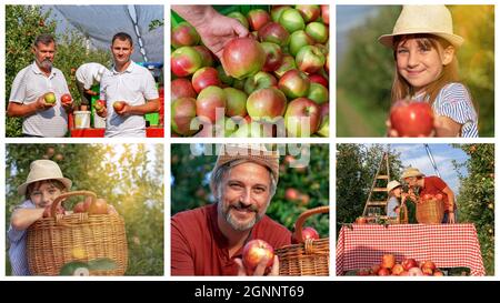 Bambina e suo padre che mangiano mele in un frutteto. Agricoltura biologica e produzione alimentare sana. Carismatico coltivatore maturo guardando la macchina fotografica. Foto Stock