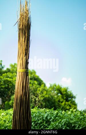 Lalo o saluyot secchi e iuta verde pianta insieme, carbone o carbone attivo da iuta bastoni e altri agro-rifiuti da distillazione distruttiva Foto Stock