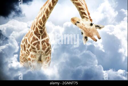 Giraffa testa appesa capovolta. Curioso giraffa peek carino da sopra cumulonimbus tempestoso. Scena fantastica con giraffa enorme che esce dal Foto Stock