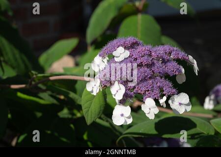 Infiorescenza dell'idrangea - viola e bianco, primo piano Foto Stock