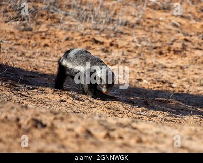 Un Honey Badger foraging nella savana di Kalahari Foto Stock