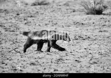 Un Honey Badger foraging nella savana di Kalahari Foto Stock