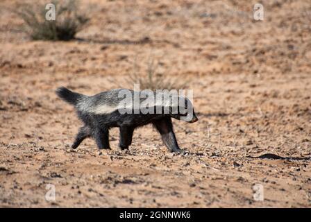 Un Honey Badger foraging nella savana di Kalahari Foto Stock