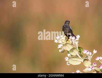 Pied Bush Chat su una pianta di fiori Foto Stock