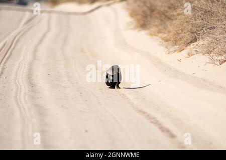 Un Honey Badger foraging nella savana di Kalahari Foto Stock