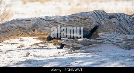 Un Honey Badger foraging nella savana di Kalahari Foto Stock