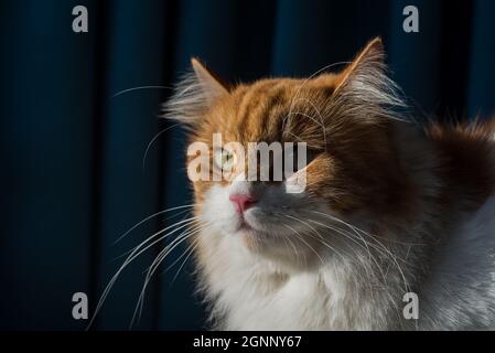 gatto arancione gazing Foto Stock