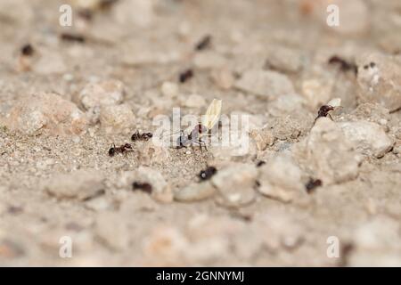 Primo piano di una formica che trasporta la buccia di grano dal campo Foto Stock