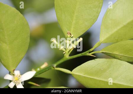 Primo piano di sano fresco biologico piccolo verde limone Fiore inizia nuovo giovane limone frutta Foto Stock