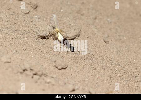 Primo piano di una formica che porta la buccia di grano all'aneto Foto Stock