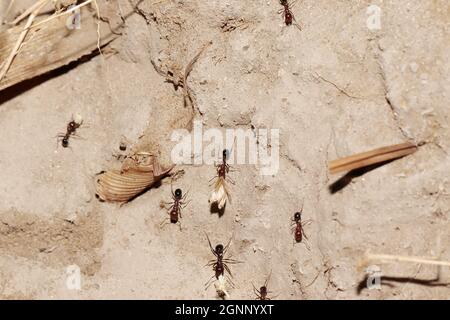 Primo piano di antici che trasportano semi di grano dal campo Foto Stock