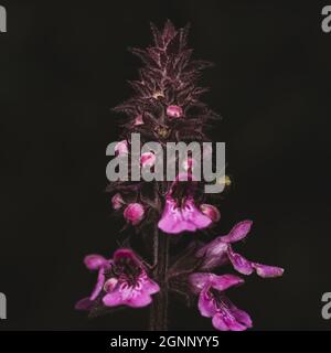 Colpo verticale di fiori viola della verruca di palude contro uno sfondo scuro sfocato Foto Stock