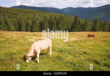 Bestiame che pascola su un pascolo di montagna. Foto Stock