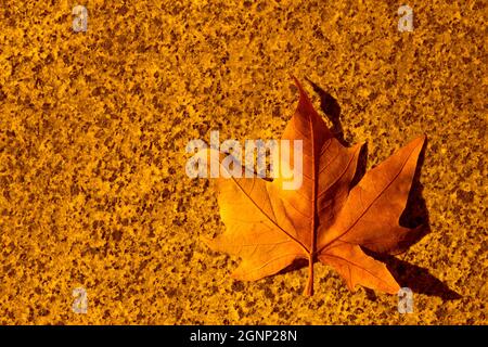 foglia di acero secco arancione giacente sulla superficie di granito Foto Stock