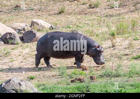 Un ippopotamo che foraging su una riva del fiume in Africa del sud Foto Stock