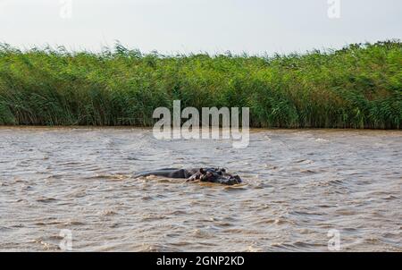 Ippopotami in un fiume in Africa del Sud Foto Stock