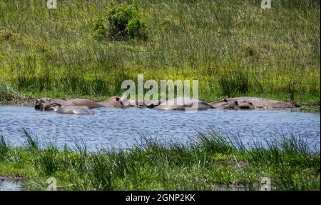 Ippopotami in un fiume in Africa del Sud Foto Stock