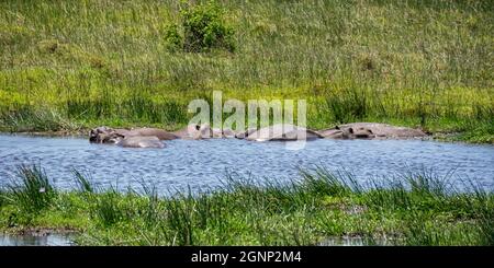 Ippopotami in un fiume in Africa del Sud Foto Stock