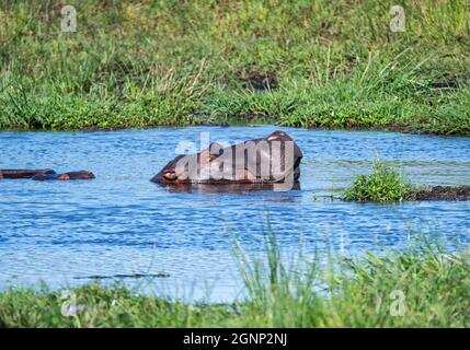 Ippopotami in un fiume in Africa del Sud Foto Stock