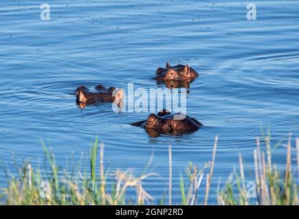 Ippopotami in un fiume in Africa del Sud Foto Stock