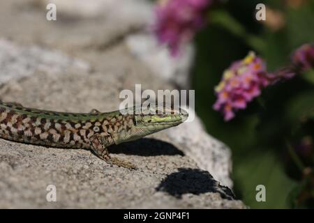 Verde lucertola siede sulle rocce e crogiolarsi al sole. Foto Stock