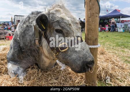 Mucca in attesa di giudicare, Appleby Show, Appleby-in-Westmorland, Cumbria Foto Stock