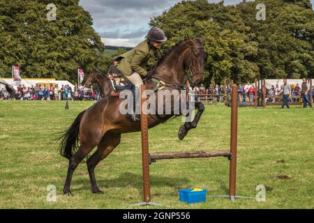 Show jumping, Bellingham Show, Bellingham, Northumberland, Regno Unito Foto Stock