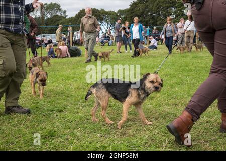 Dog show, Bellingham Show, Bellingham, Northumberland, Regno Unito Foto Stock