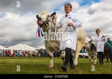 Sfilata di bestiame campione, Appleby Show, Appleby-in-Westmorland, Cumbria Foto Stock