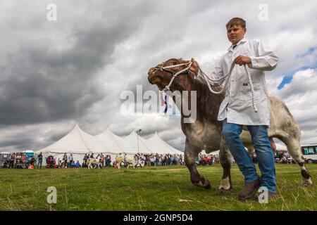 Sfilata di bestiame campione, Appleby Show, Appleby-in-Westmorland, Cumbria Foto Stock