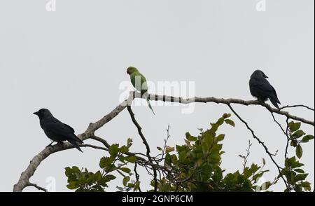 parakeet ad anello con collo seduto sul ramo Foto Stock