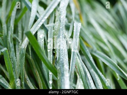 Erba lunga e bagnata, coperta di gocce d'acqua di rugiada al mattino Foto Stock