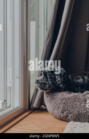 Carino cucciolo bianco e nero di 2 mesi di vita adagiato su un soffice letto da una porta a terrazza aperta, guardando il mondo fuori. Messa a fuoco selettiva. Foto Stock