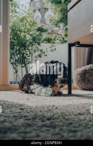 Carino nero e bianco 2 mesi di età Havanese cucciolo godendo di un dolce mastino di patate su un tappeto. Messa a fuoco selettiva. Foto Stock