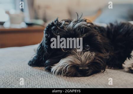 Carino cucciolo bianco e nero di 2 mesi adagiato su un divano, usando gli occhi di cucciolo per ottenere un trattamento extra. Messa a fuoco selettiva. Foto Stock