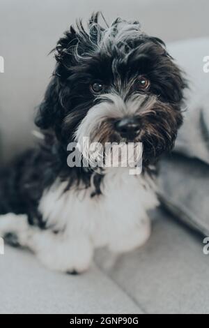 Adorabile cucciolo Havanese di 3 mesi in bianco e nero su un divano a casa, guardando la macchina fotografica. Messa a fuoco selettiva. Foto Stock