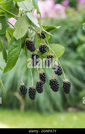 blackberry Baby Cakes (Rubus Fusticosus 'Baby Cakes', Rubus Fusticosus Baby Cakes), more su un ramo, cultivar Baby Cakes Foto Stock