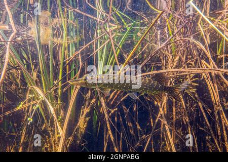 pike, Pike settentrionale (Esox lucius), nuoto di fronte alla vegetazione costiera, Germania, Baviera, Eggstaett-Hemhofer Seenplatte Foto Stock