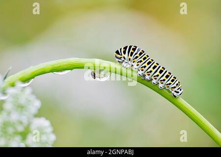 Coda di rondine (Papilio machaon), bruco su uno stelo di Ammi visnaga, con goccia d'acqua, Germania, Renania settentrionale-Vestfalia Foto Stock