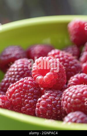 Polka lampone rosso europeo (Rubus idaeus 'Polka', Rubus idaeus Polka), lamponi rossi di cultivar Polka in una ciotola Foto Stock