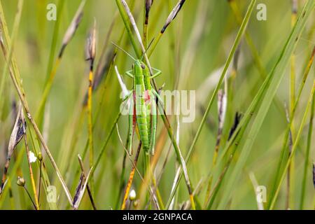 Piccola cavalletta d'oro (Chrysochraon brachypterus, Euthystira brachyptera), femmina, Germania, Baviera Foto Stock