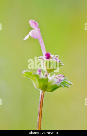 Ortica morta in henbit, mortnettle comune (Lamium amplexicaule), infiorescenza, con un unico fiore di clistogame aperto e più vicino, Germania, Nord Foto Stock