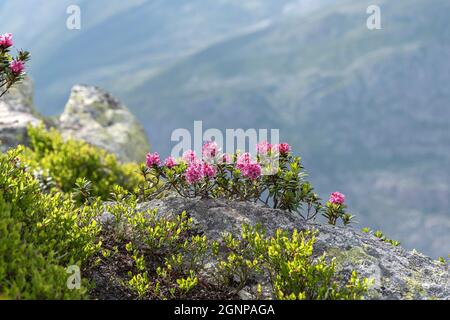 Rosa alpina con foglie di ruggine, rosa di neve, rosa di neve, alpenrose con foglie di ruggine, alprosa con foglie di ruggine (Rhododendron ferrugineum), in fiore su un pendio, Foto Stock