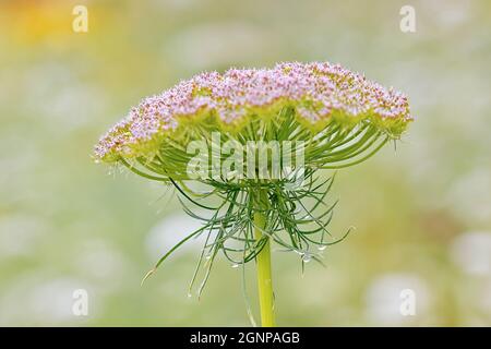 Tooth Pick, Biscnaga, Toothpickweed, Khella (Ammi visnaga, Daucus visnaga), Infiorescenza, Germania, Renania settentrionale-Vestfalia Foto Stock