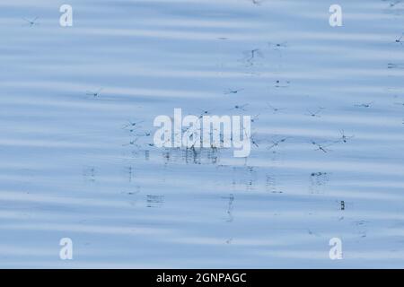 Damselfly blu comune, damselfly bluet comune (Enallagma cyathigera, Enallagma cyathigerum), molte damselfie blu comune che posano uova nel lago, Foto Stock