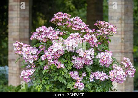 Rosa Ballerina (Rosa 'Ballerina', Rosa Ballerina), fioritura, cultivar Ballerina, Germania Foto Stock