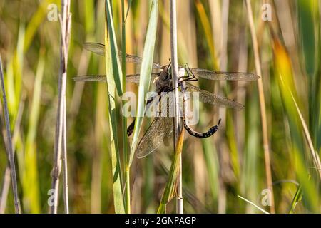 Dragonfly imperatore minore (Anax parthenope), alimenti catturati libellula, Germania, Baviera, Erdinger Moos Foto Stock